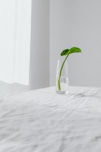 Kaboompics - Alocasia Seedling in a Glass Vase in Soft Window Light