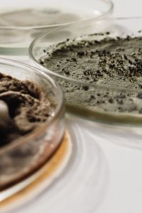 Kaboompics - Petri Dishes with Green and Brown Mold Cultures