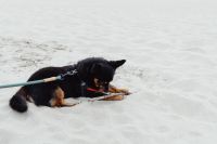 Kaboompics - Small Black and Tan Dog Chewing a Stick on the Beach, Leash and Sand Detail