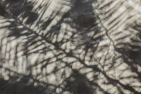 Kaboompics - Silhouette of a plam leaf on sand