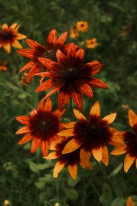 Kaboompics - Dark-Centered Orange Garden Flowers against Green Foliage, Moody Botanical Close-Up