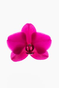 Kaboompics - Single Vibrant Orchid Flower Centered On White