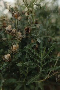Kaboompics - Cluster of Dried Seed Heads Behind Textured Greenhouse Glass