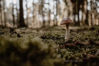 Kaboompics - Brown Mushroom Among Moss and Trees in a Forest
