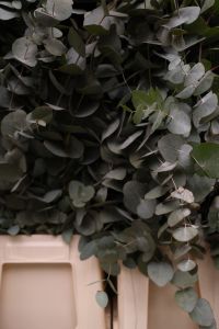 Kaboompics - Eucalyptus Foliage Bundle for a Dark Green Botanical Background