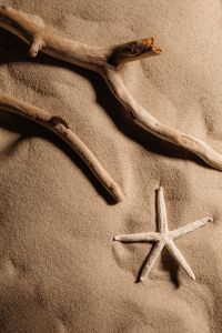 Kaboompics - Driftwood and Starfish on Sand
