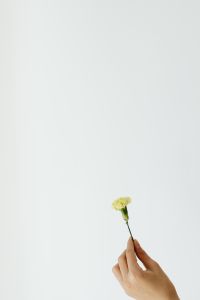 Kaboompics - Single Green Carnation with Copy Space for Minimal Background Design
