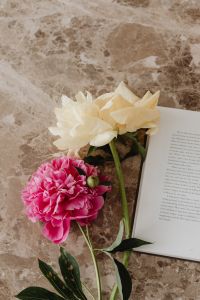 Kaboompics - Pink and Cream Flower Still Life with Marble Texture