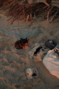 Kaboompics - Small Dog Resting on Striped Beach Mat Near Driftwood