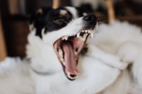 Kaboompics - Close-Up of Black and White Dog Yawning with Teeth Showing