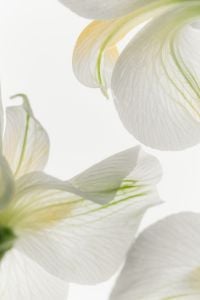 Kaboompics - White Petals Soft Texture Background