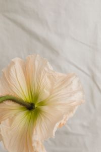 Kaboompics - Soft Flower Styling with White Fabric Folds