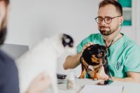 Kaboompics - Veterinarian and Small Dogs at a Clinic, Pet Examination and Animal Care