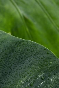 Kaboompics - Monstera Variegata Leaf with White Marbling