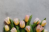 Kaboompics - Soft Pink and Yellow Tulips on Gray Texture for Spring Editorial and Social Media