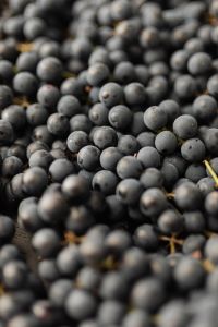 Kaboompics - Macro Dark Grapes With Selective Focus