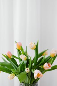 Kaboompics - Vertical Tulip Bouquet on a Soft White Background for Floral Wallpaper