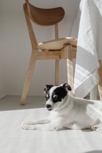 Kaboompics - Black and White Dog Resting Near Sunlit Table