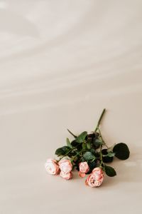 Kaboompics - Small Blush Rose Bunch with Long Stems on Beige Background
