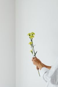 Kaboompics - Green Carnation Stem on White for Florist and Botanical Blog Images