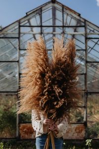 Kaboompics - Dense Pampas Grass Bouquet against Greenhouse Windows