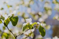 Kaboompics - Apple Blossom Branch in a Spring Garden Scene