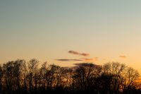 Kaboompics - Wide Golden Sunset Over a Leafless Forest for Calm Landscape Designs