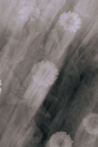 Kaboompics - Monochrome White Flowers with Abstract Motion Blur