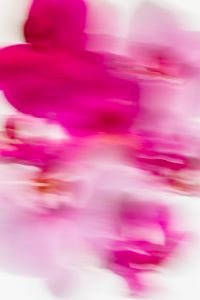 Kaboompics - Dynamic Pink Orchid Motion Blur Texture