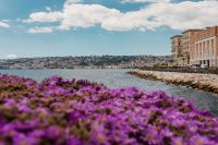 Kaboompics - Purple Waterfront Flowers With Naples Bay Beyond