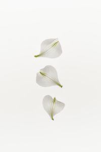 Kaboompics - Three White Flower Petals in a Vertical Minimal Flat Lay with Copy Space