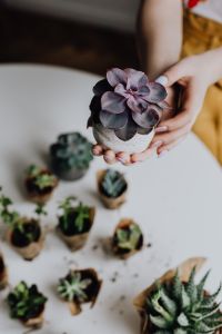 Kaboompics - Woman Holding Purple Echeveria Succulent in a Speckled Pot at Home