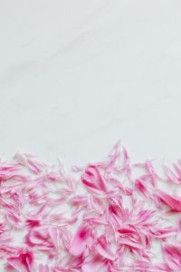 Kaboompics - Scattered Peony Petals Along Bottom with Copy Space