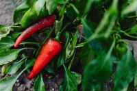 Kaboompics - Two Long Red Chili Peppers on a Garden Plant
