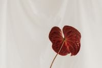 Kaboompics - Red Anthurium Flower and Long Stem Against Minimal White Fabric