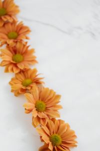 Kaboompics - Soft Focus Chrysanthemum Border on Marble Background