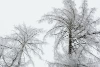 Kaboompics - Hoarfrost Covered Tree Canopy Against Pale Winter Sky