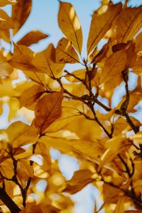 Kaboompics - Backlit Magnolia Leaves Against Blue Sky