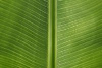 Kaboompics - Banana Green Leaf Backgrounds