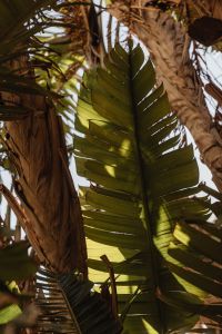 Kaboompics - Large Tropical Leaf beside Palm Tree Trunks