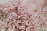 Kaboompics - Tree bloom in early Spring