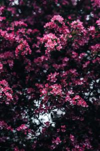 Kaboompics - Vertical Pink Blossom Branch on Dark Green Background