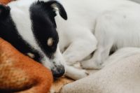Kaboompics - Sleeping Dog's Face Resting Against Brown Throw