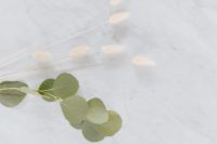 Kaboompics - Dried flowers and eucalyptus on white marble