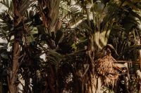 Kaboompics - Dense Palm and Tropical Foliage Texture