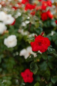 Kaboompics - Red Roses in the Foreground with White Blooms Behind