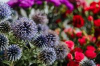 Kaboompics - Various multicolored fresh flowers