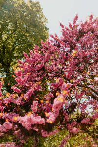 Kaboompics - Real Jardin Botanico, Madrid, Spain