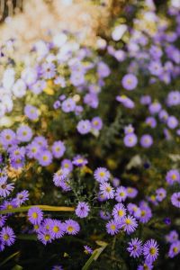 Kaboompics - Small purple flowers in the garden