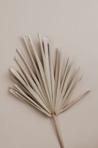 Kaboompics - Single Palm Frond on Greige Background with Copy Space